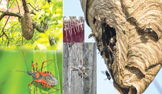 सञ्चालन हुँदै ‘निर्यात गृह’