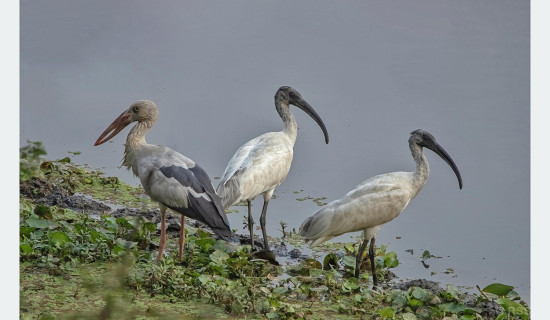 नेपालमा जलपक्षीको सङ्ख्या घट्दो