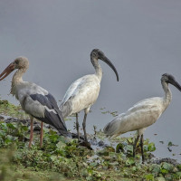 जनताले खोजेको विकल्प र परिवर्तन अनुहारको नभएर विचारको हो : लिङ्देन