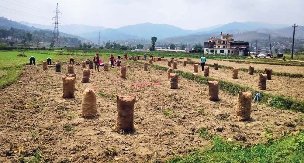 मलसँग मत साट्छौँ भन्छन् किसान