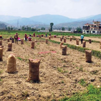 थ्रेसरमा बेरिएर एक महिलाको मृत्यु