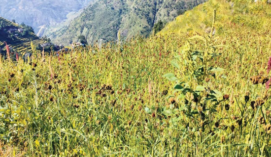 चुनावी प्रचारप्रसारमा सामाजिक सञ्जाल उपयोगी