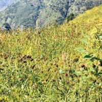 मलसँग मत साट्छौँ भन्छन् किसान