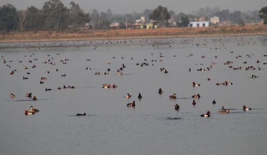 जगदीशपुर तालमा घट्दै चरा