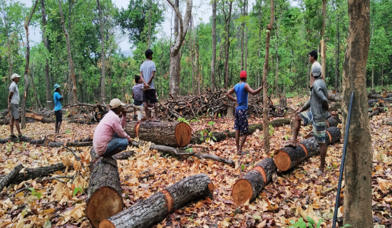 बर्सेनि वन अतिक्रमण बढ्दो