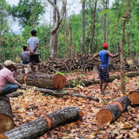 बर्सेनि वन अतिक्रमण बढ्दो