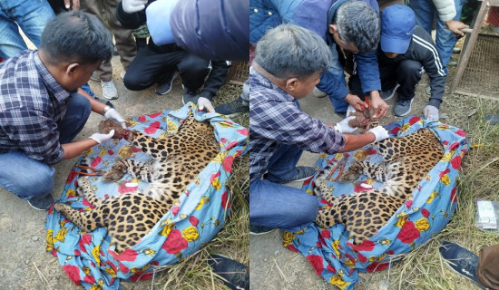 खोलाको किनारमा  फसेको अवस्थामा एक चितुवाको उद्धार