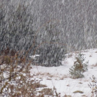 नेपाली महिलाले एसिया कप खेल्ने