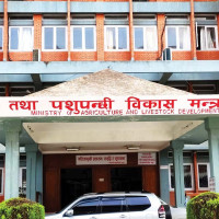 विषाक्त सिनो खाँदा गिद्ध मरे