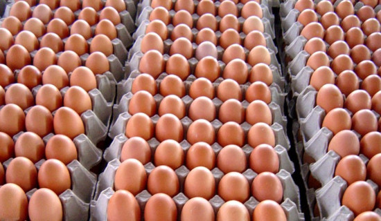 अण्डाको मूल्य घट्‍यो : ठूलो प्रतिक्रेट ३७५ र मिडियम ३३५ कायम