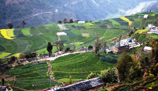 झापा–५ मा चुनावी रौनक : ओली र साह घरदैलोमा