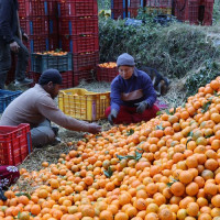 फेरियो गाउँले शैली