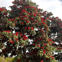 मुख्य प्रतिस्पर्धी कांग्रेस र एमाले