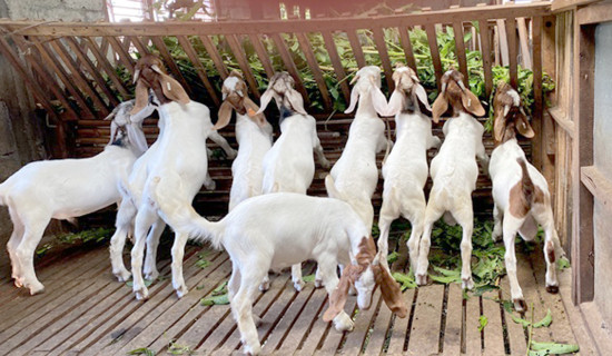 भेडा बाख्रामा ‘ओभरइटिङ रोग’ पुष्टि