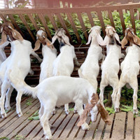 बस्तीबाट उद्धार गरिएको पोथी भालुलाई प्राकृतिक बासस्थानमा छोडियो