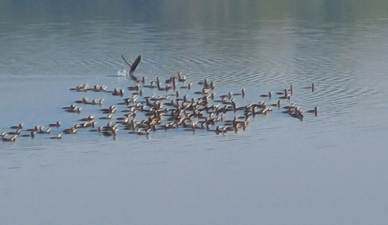 नदीमा रमाउँदै आकर्षक पानीहाँस