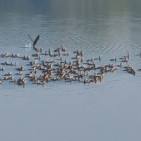 विदेश पठाउने नाममा ठगी गर्ने पाँच जना पक्राउ