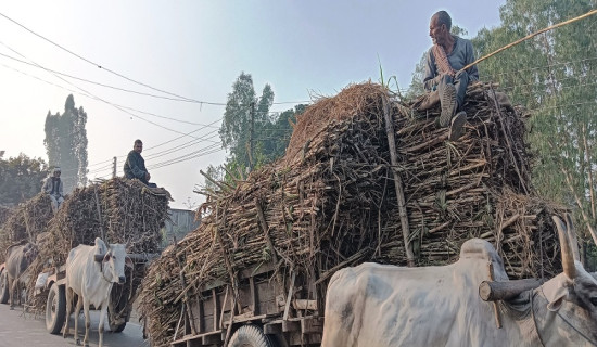 उखु किसानको खातामा ९३ करोड भुक्तानी