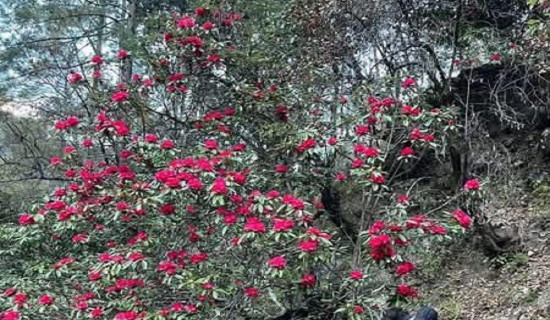 हुम्लामा माघमै फुल्यो लालीगुराँस