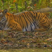 हाइड्रोजन र युरिया   उत्पादन सम्भव