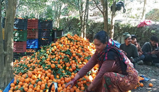 एनसेलद्वारा भूकम्पपीडित राहत कोषमा ५० लाख सहयोग
