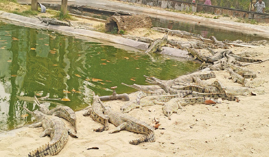 राप्तीमा थप २० घडियाल छाडियो