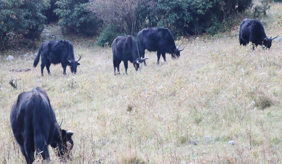 आर्थिक लाभ नदिने ‘खुद्रे तथा टुक्रे’ आयोजना मात्र रोकिएको हो : अर्थमन्त्री खनाल