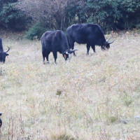लमजुङमा जीप दुर्घटना : एक जनाको मृत्यु, सात जना घाइते