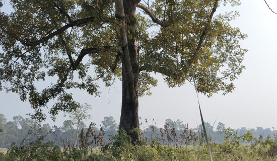 राप्तीमा थप २० घडियाल छाडियो