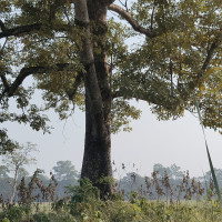 राष्ट्रियसभाबाट  चलचित्र विधेयक पारित