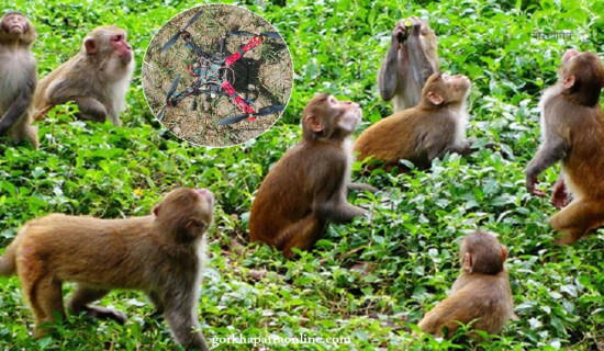 बाँदर धपाइदिने दललाई भोट