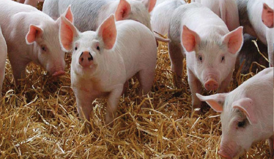 ‘अफ्रिकन स्वाइनफिभर’को जोखिम बढेपछि उच्च सतर्कता अपनाउन आग्रह