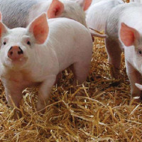 म्याग्दीमा जिप दुर्घटना : सात जना घाइते