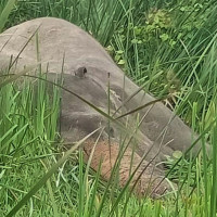 बाह्रदशी गाउँपालिकामा एमालेका उम्मेदवार विजयी