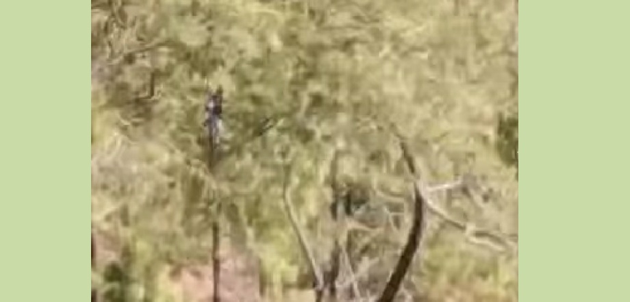 बाघको आक्रमण प्रयास, ज्यान जोगाउन साढे दुई घण्टा रुखमा