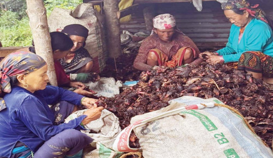 अलैँचीबाट चौबिस करोड आम्दानी