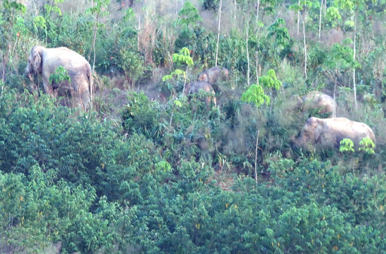 मानव-हात्ती द्वन्द्व रोक्न खोप