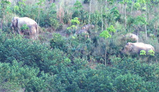 मानव-हात्ती द्वन्द्व रोक्न खोप