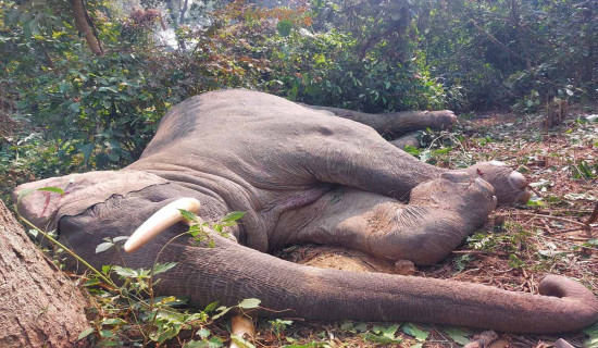 झापामा हात्ती मरेको अवस्थामा भेटियो