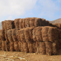 बङ्गलादेश: जमातद्वारा चुनावी हार स्वीकार