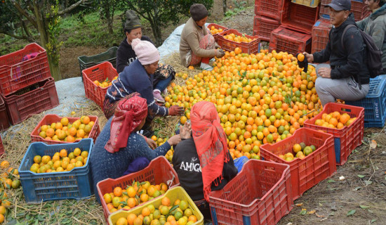 सुन्तला बेचेर तनहुँका कृषकले भित्र्याए करोडौँ