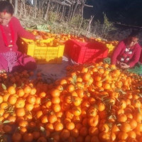 झापामा ओली र साहको घरदैलो : सुरक्षा व्यवस्था कडा