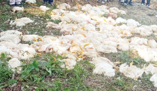 फ्रेस हाउसबाट पोल्ट्रीमा पुग्छन् भारतीय कुखुरा