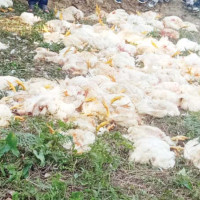 प्रधानमन्त्रीसँग मिटरब्याज पीडितको भेटवार्ता