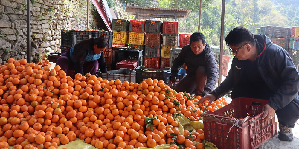 सुन्तला बेचेर रु २० लाख आम्दानी