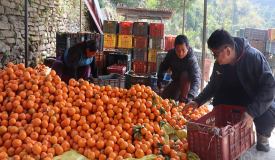 सुन्तला बेचेर रु २० लाख आम्दानी