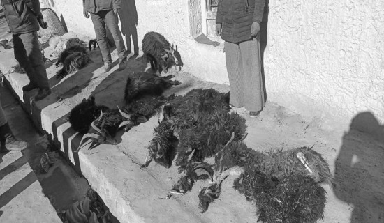 हिउँ चितुवाबाट पशुचौपाया जोगाउनै मुस्किल