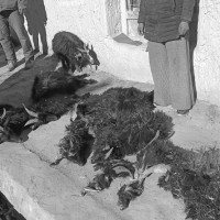 स्वास्थ्य बिमा सफलताका कसी