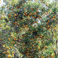 ‘सम्पत्तिमा सौताका सन्तानको हक लाग्ने’