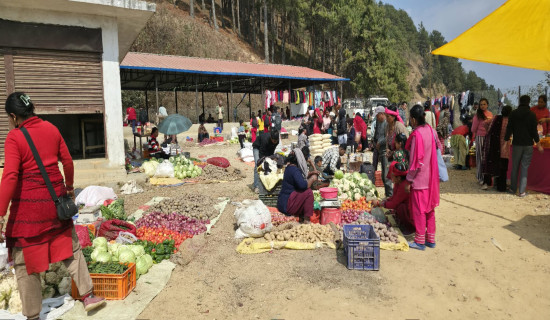 मल आउनै बाँकी : झापामा रोपाइँ सुरु